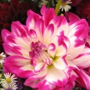 Pink and White Dahlia