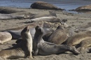 Elephant Seals