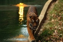 Sumatran Tiger