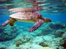 Sea Turtle