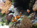 Shedd Aquarium