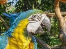 Blue-and-yellow Macaw